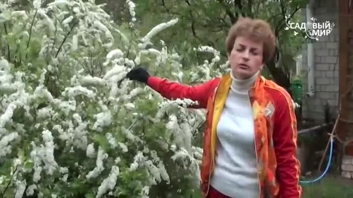 Спирея серая - белый фонтан в вашем саду