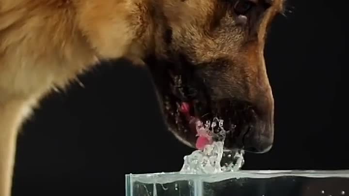Как пьют собаки замедленная. Собаки в замедленной съемке. Собака лакает воду замедленная съемка. Как пьют собаки замедленная съемка.
