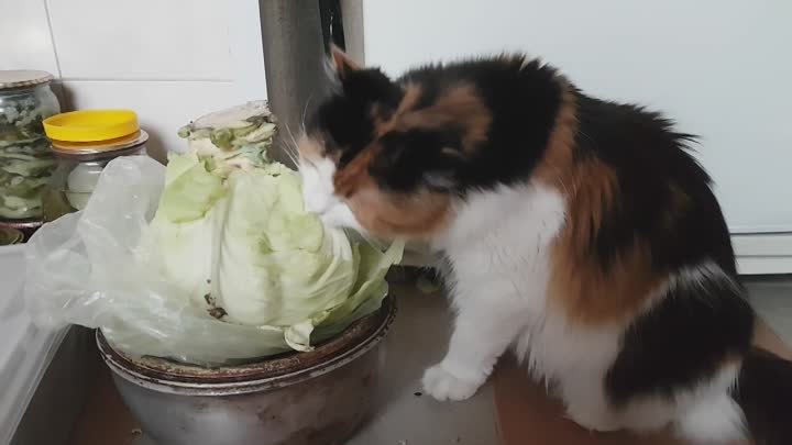Кот-веган: о кормлении кошек овощами