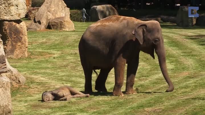 Слоненка разбудили