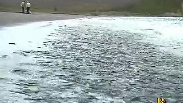 Вот это рыбалка!...КУРИЛЬСКИЕ ОСТРОВА — Видео@Mail.Ru