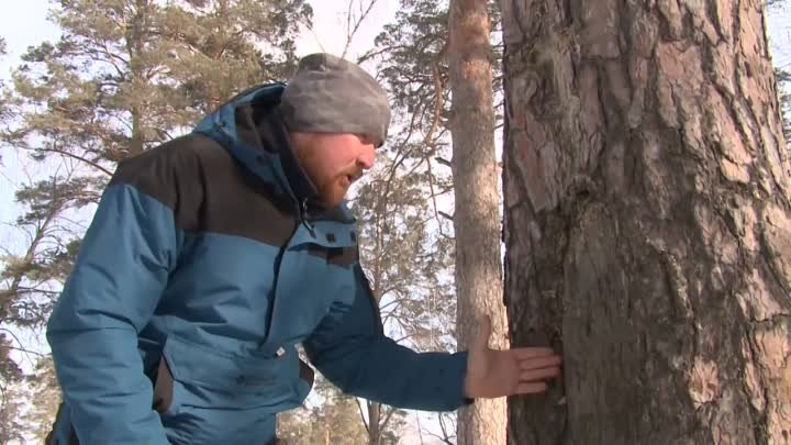 В Миассе нашли дерево со старинной надписью