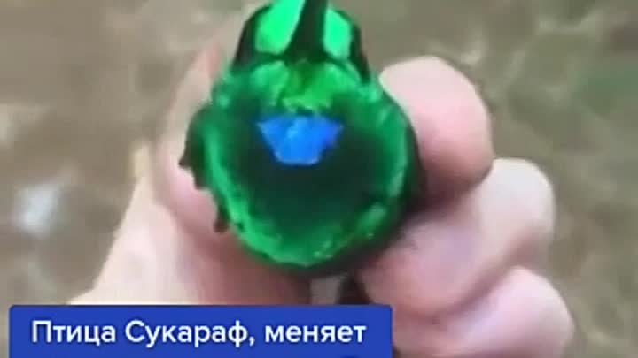 Чудо птичка созданная самой природой. 