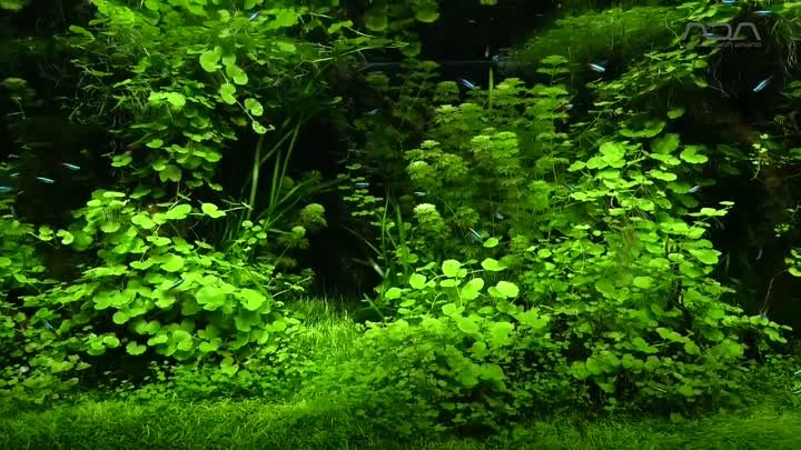 [ADAview] Green Heaven グリーン・ヘブン - W180cm Aquarium Layout -【EN_JP Sub.】