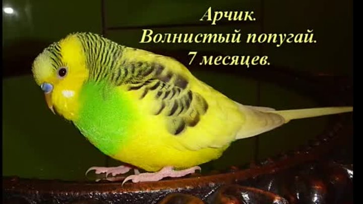 Арчик - говорящий попугай