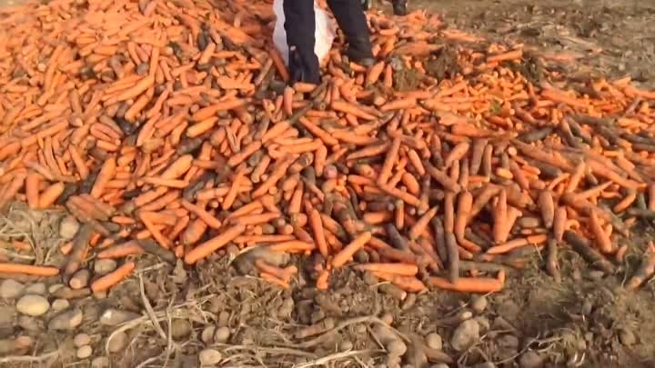 Почему 100 руб. стоит морковь-ОТВЕТ
