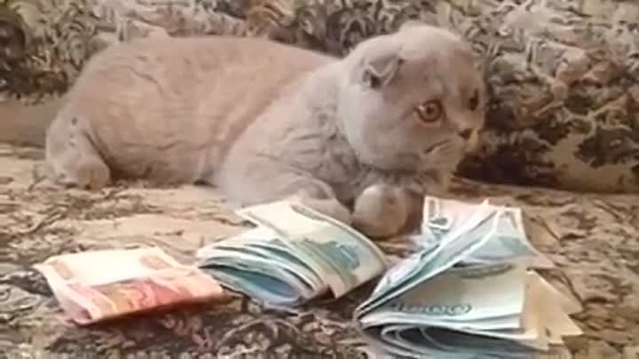 funny cat - don't touch my money