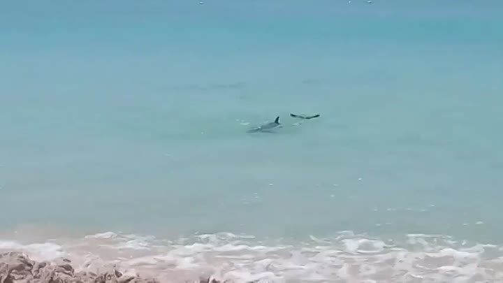 Дельфины на Пхукете!