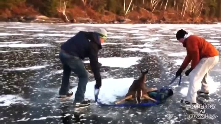 Самое доброе видео на Земле