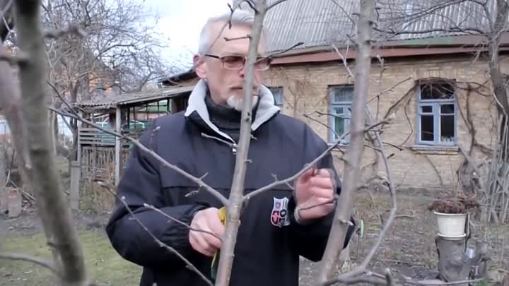 Обрезка плодовых деревьев весной - инструкция