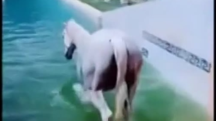 Бассейн для лошадки