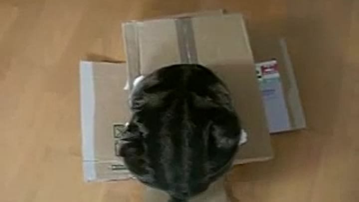 Кот Мару и коробка с дырой