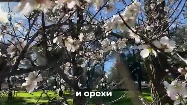 video_2444471110248.mp4