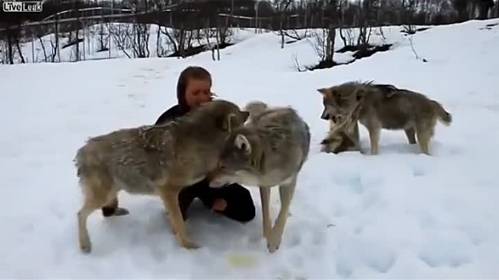 и Волки помнят добро!