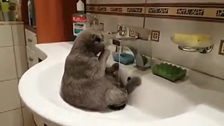 Кто сказал, что коты не любят воду!