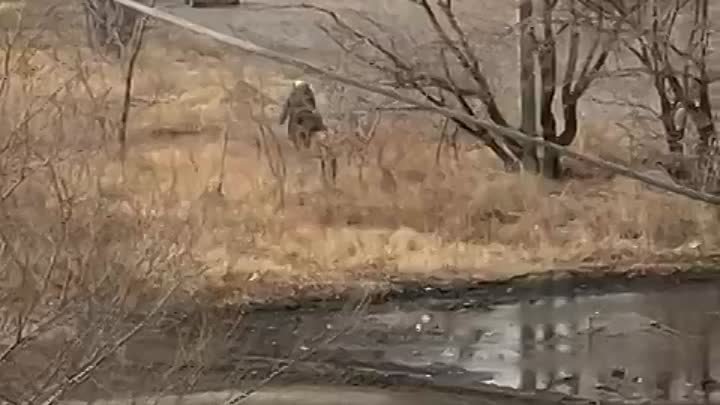 Борзя залинейка погоня дпс...