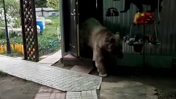 Огромный 135-килограммовый медведь живёт в русской семье в качестве  ...