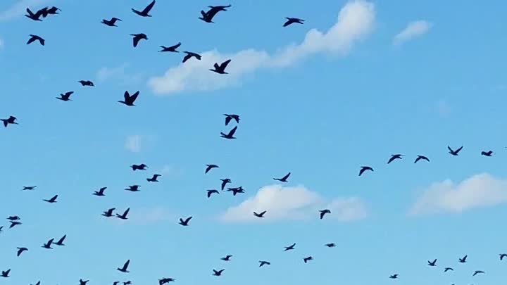 Летят перелетные птицы. 