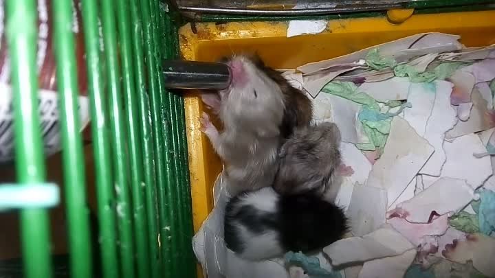 Хомочки пьют!🐭😊❗