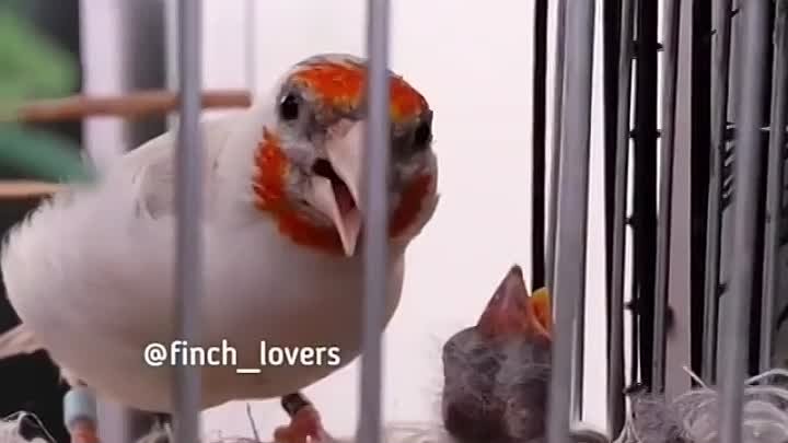 finch_lovers___CQiEe-Vhi3D___.mp4