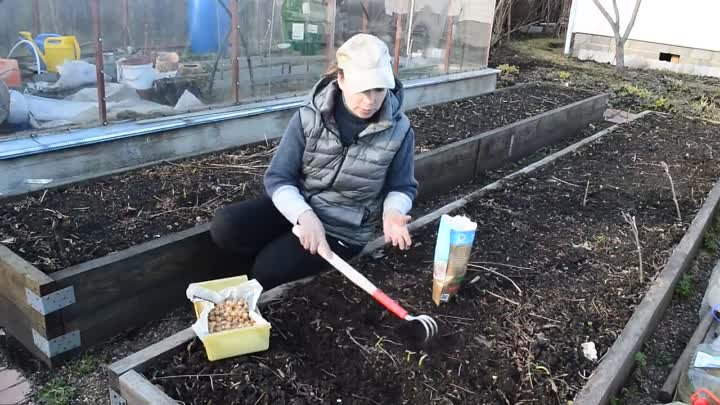 Секреты крупнющего лука_ как вырастить лук, чем подкормить лук и чеснок