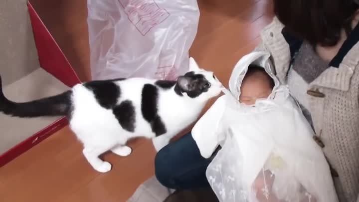 Знакомство кошки с младенцем. Так трогательно!