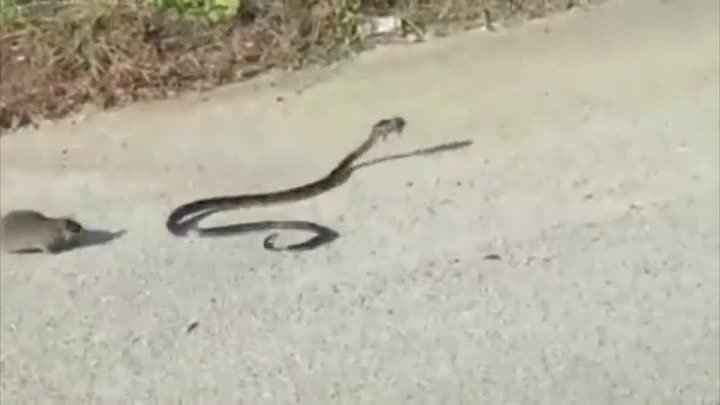 Крыса отбила своего детеныша у змеи