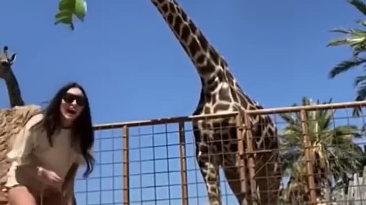 Покорми жирафа
