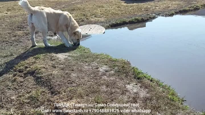 ТИМЕРТАШ питомник представляет 
ЛИНДА (Тимерташ Само Совершенство) 3 ...