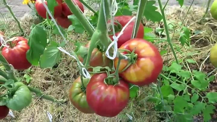 81 сорт томатов в одном видео