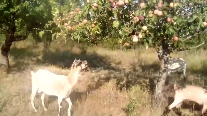 Невиданный урожай яблок и козочки