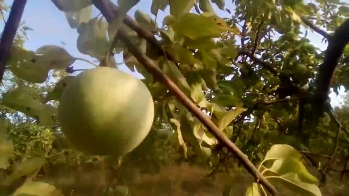 Невиданный урожай яблок