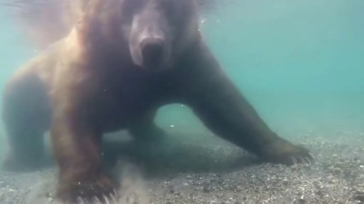 Мишка ловит добычу под водой медведь 🐻