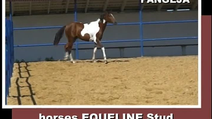 PANGEJA, filly, 2010, pinto for sale (video 04-06-2012)