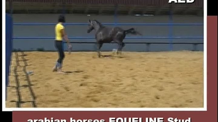 AED, 2010, colt, arabian for sale (video 06-06-2012)