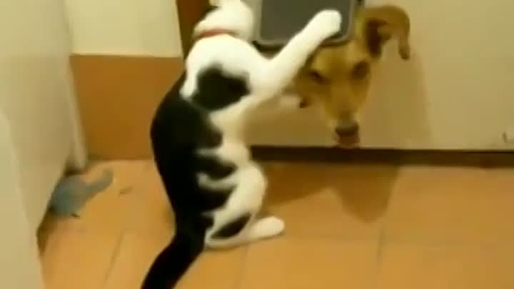 Кот не пропускает в дом пса