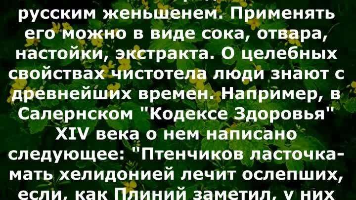 Чистотел лечит практически все  Рецепты народной медицины