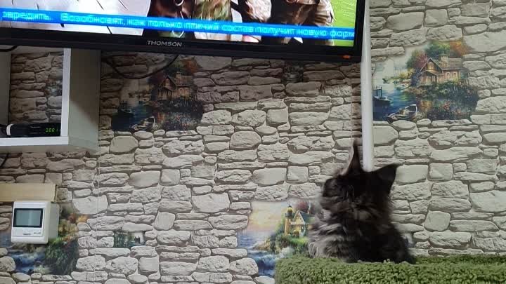 Котенок смотрит телевизор
