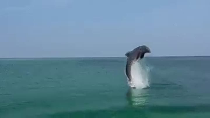 А вы когда-нибудь видели дельфинов в море