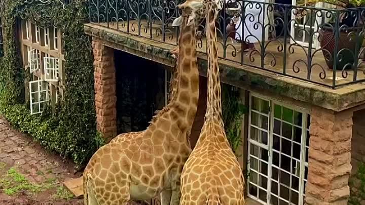Завтрак с жирафами в Кении 💛