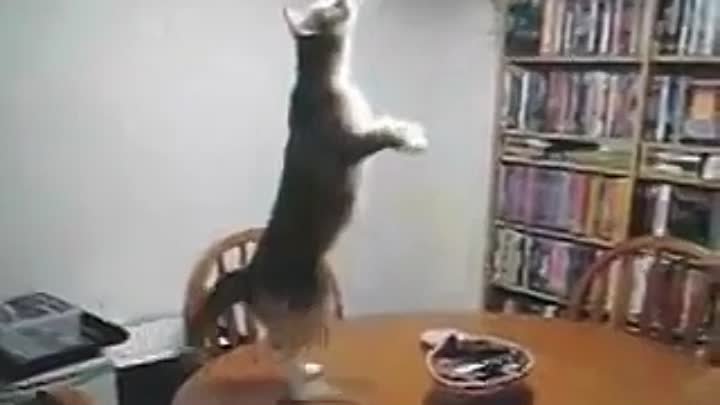 Кот танцует стоя на задних лапах