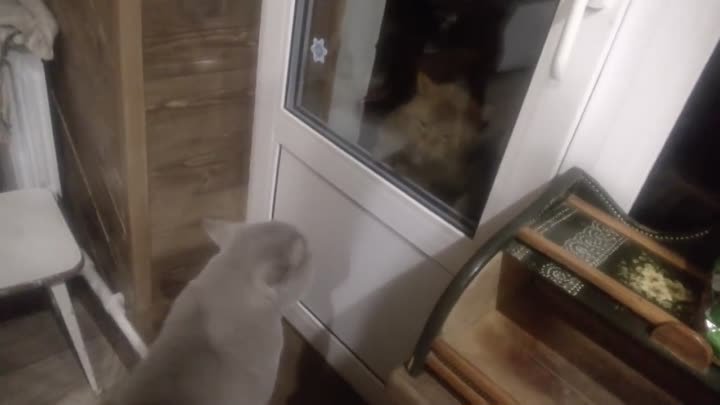 'Открой мне!!', говорит кот Яков