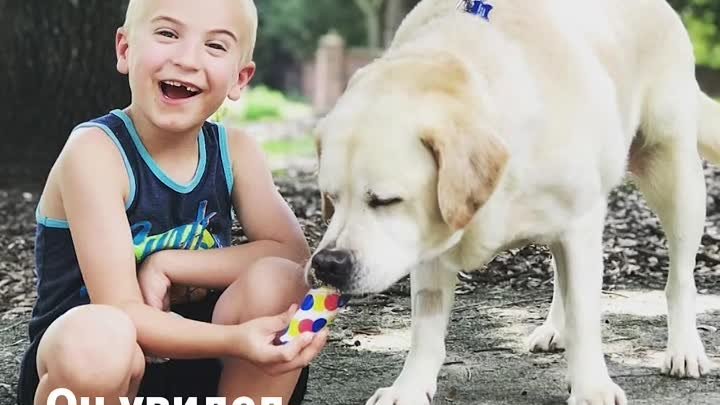 Мальчик спас 1000 собак