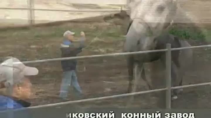 Лошади на продажу . Новотомниковский конный завод.