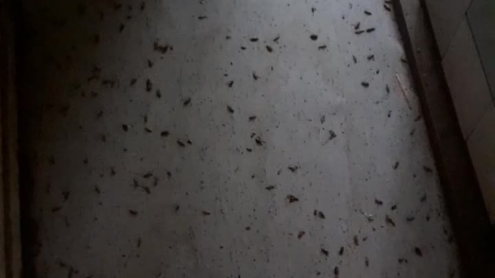 Уничтожение насекомых Топки.8-953-060-1075