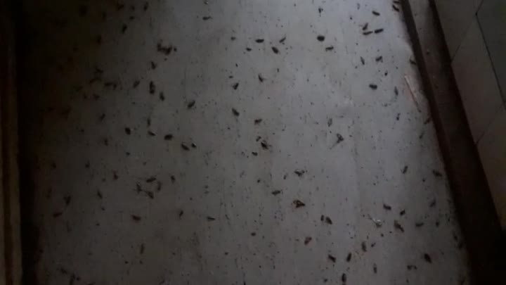 Уничтожение насекомых Кемерово 8-953-060-1075