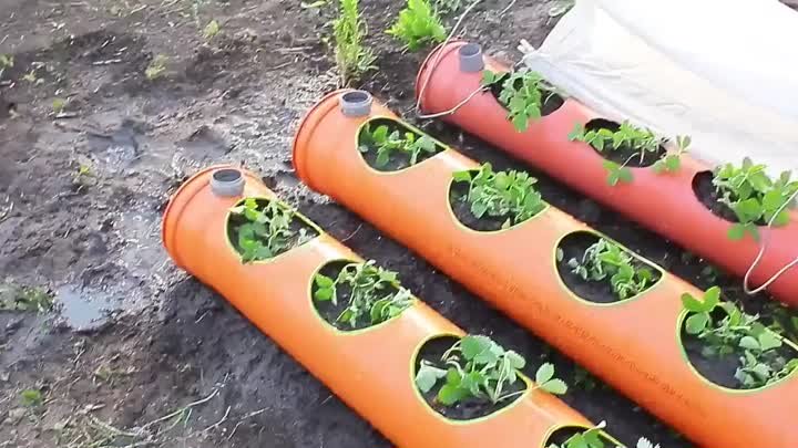 Отличный способ выращивания клубники