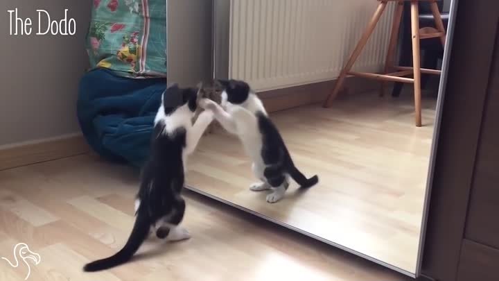 Котенок видит себя в зеркале в первый раз.