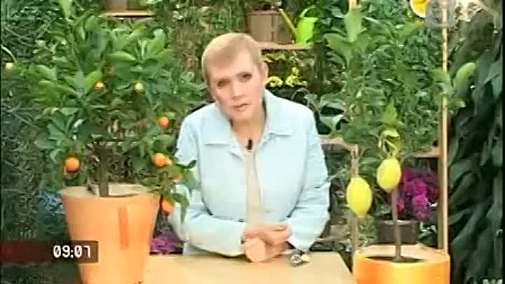 как вырастить лимон видео