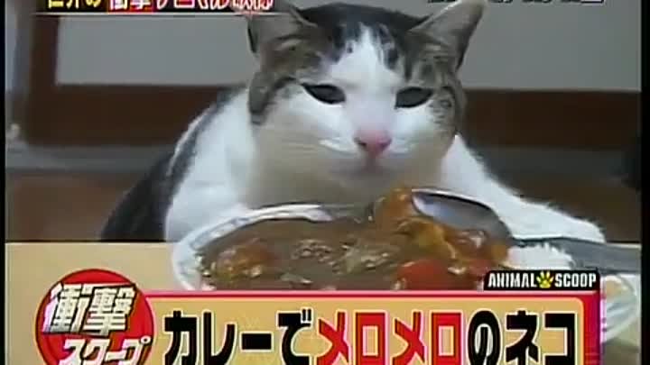 японский кот которому  "нравится" еда)